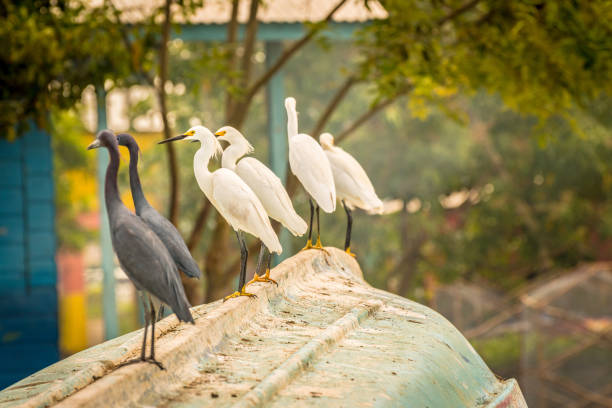 Snowy Egrets and Little Blue Herons perched on an overturned fishing boat by the seaside in Montego Bay.
