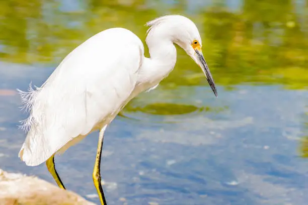 The great egret/ great white egret/ white heron/ great white heron/ large egret/ common egret is an appx. 3 feet tall common bird with a wingspan of almost five feet and entirely white feathers.