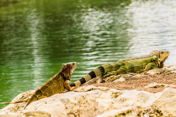 istock Green Iguanas in the Bahamas 991685024