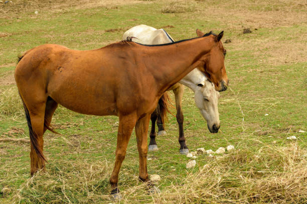 istock Two horses grazing on a farm 991687588