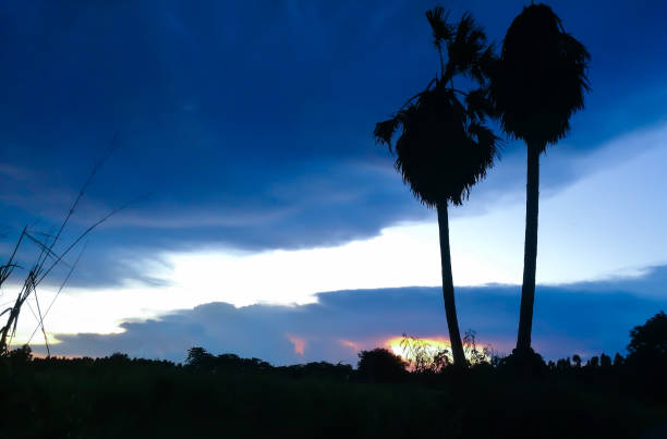sugar palm trees silhouette