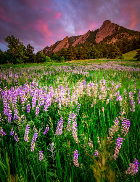 lupin à boulder flatirons - wildflower flower colorado lupine photos et images de collection