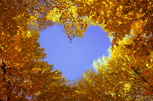 autumn,autumn leaves,autumn trees,background,beautiful,beauty,blue,bright,color,colorful,fall,foliage,forest,golden,green,heart from leaves background,heart from yellow leaves