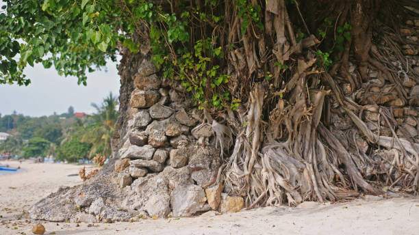 istock Lonely trees growing near the shore on tropical beach. 991723742