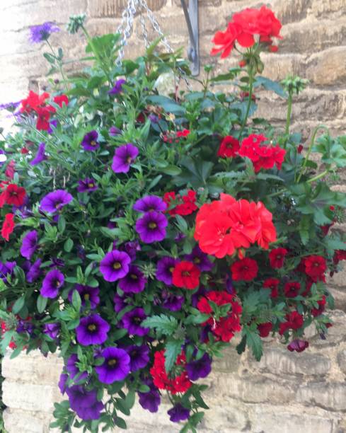 istock Flowers in a basket 991732388