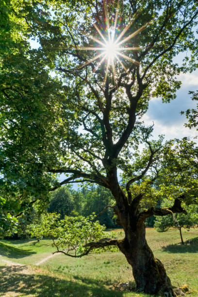 istock sun shines through a gorgeous old oak tree on a lush green summer meadow 991733288