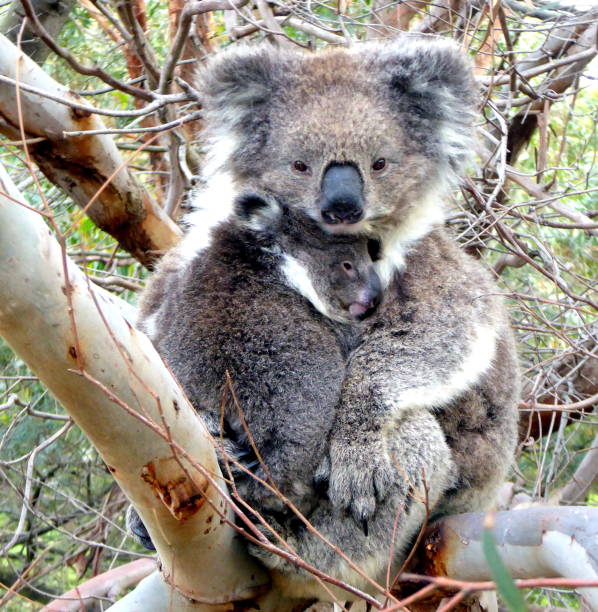 istock Australian Koala and Baby 991733582
