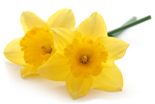 Flower daffodil over white background