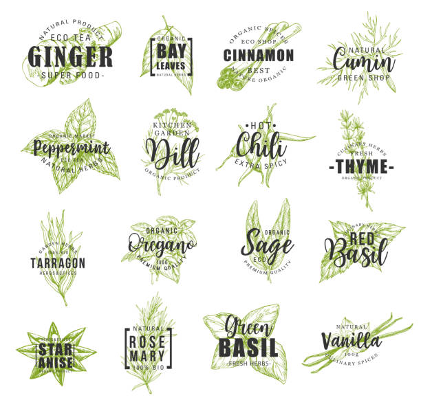 Spice and herb leaf sketch label with lettering Spice and herb leaf sketch label with lettering for food condiment and seasoning design. Basil, chili pepper and rosemary, thyme, mint and cinnamon, vanilla, ginger and bay, anise, dill and oregano bay of water illustrations stock illustrations