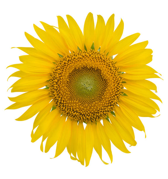 istock sunflower isolated on white background. clipping path 991775866