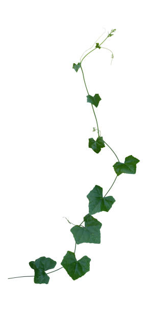 istock vine plant climbing isolated on white background with clipping path included. 991775896