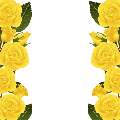 Yellow Rose Flower Frame Border. isolated on White Background. Vector Illustration.