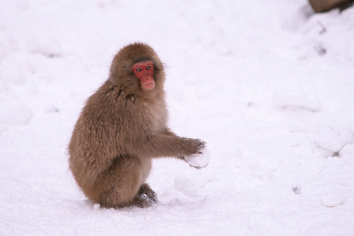 Snow Monkey Making Snowball, Jigokudani Monkey Park, Japan