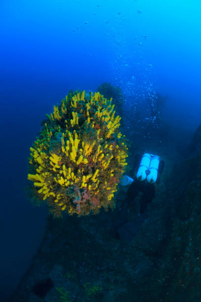 istock Technical Diving Scuba diver Exploring and enjoying Wreck diving over a shipwreck  Sea life  Diving couple  Water sports  Techdive Scuba diver point of view 991798264