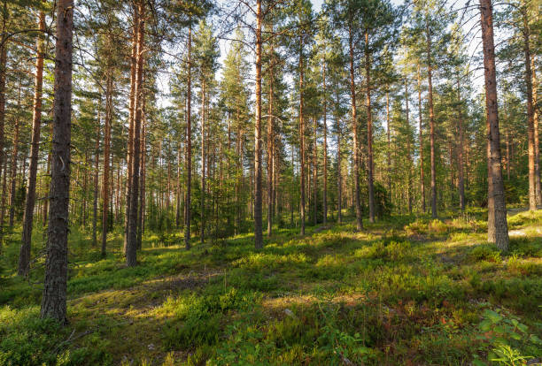 istock Forest in Finlad at summer day 991798288