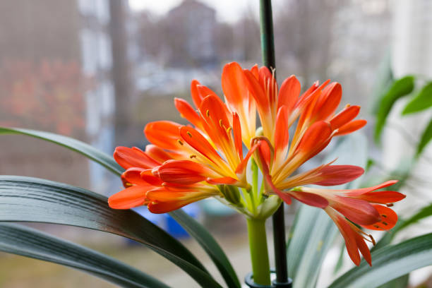 clivia miniata flor florescendo - kaffir lily - fotografias e filmes do acervo