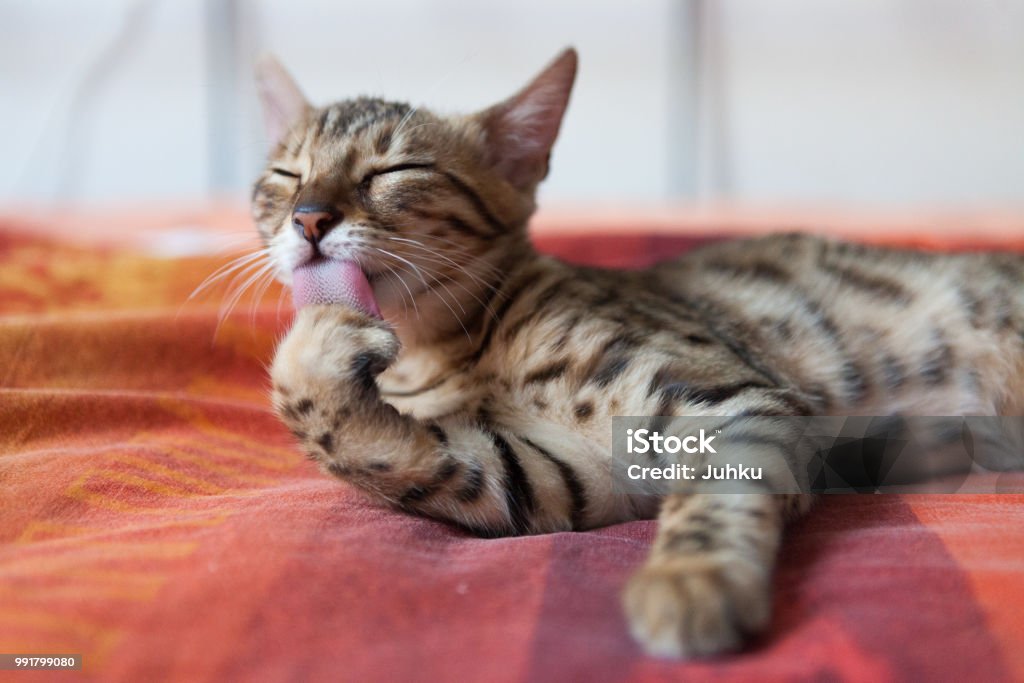 Bengal cat washing itself Bengal cat washing itself on bed Domestic Cat Stock Photo