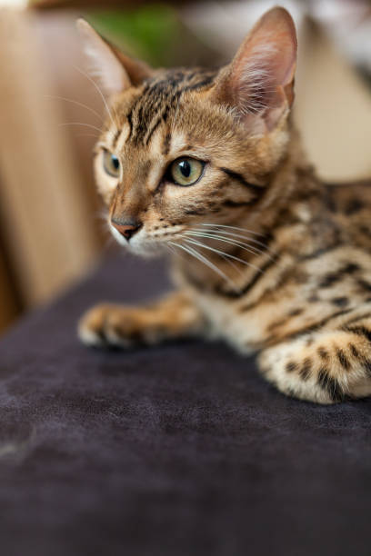 istock Bengal cat at home 991799226