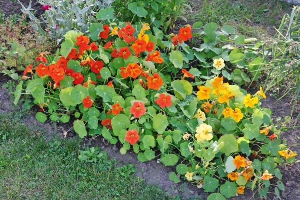 istock Rustic garden flower bed with blooming red and yellow nasturtiums. 991801658