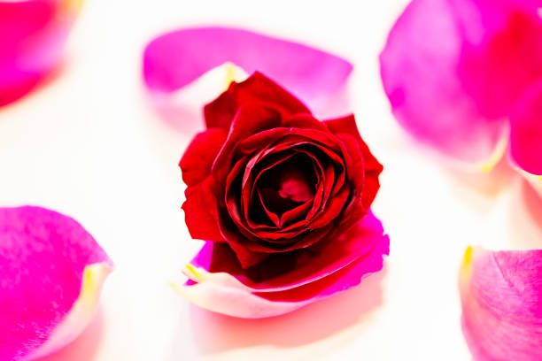 istock red rose and pink petals isolated on white background. 991803976