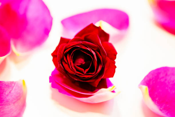 istock red rose and pink petals isolated on white background. 991806258