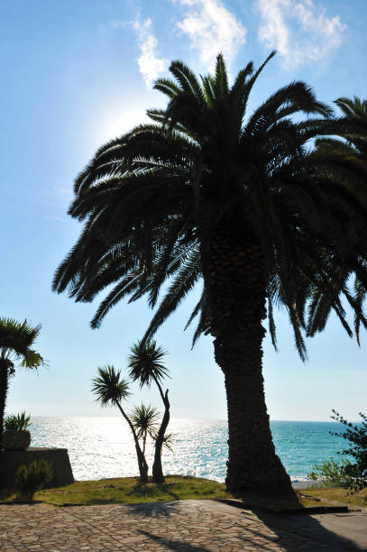 istock palm tree on the black sea coast 991806720