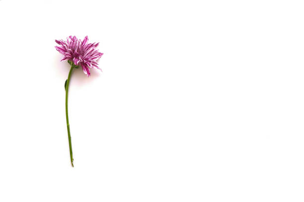 One lilac chrysanthemum with white strips on a white background.