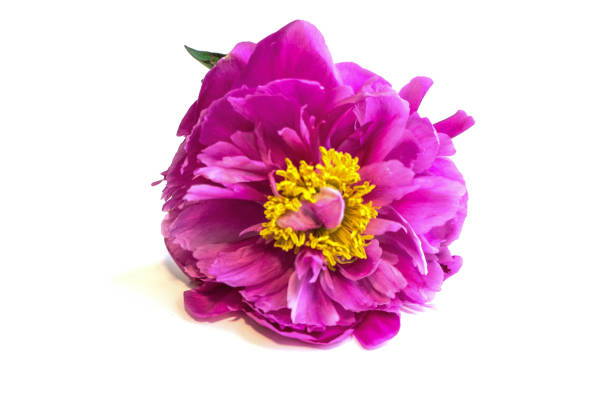 istock Lovely lilac peony on a white background. Top view. 991819630