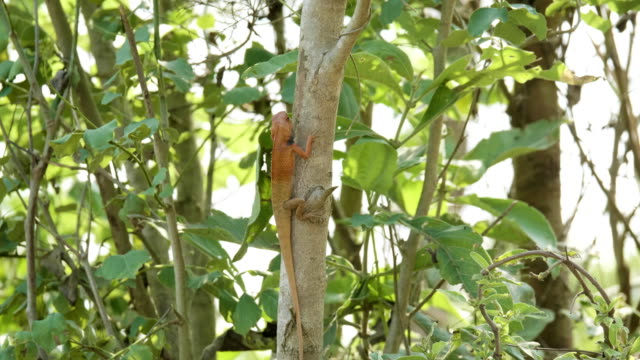 Orange lizard on the tree finds insects to eat, national park Chitwan in Nepal.