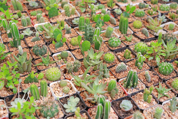 istock Group of cactus in greenhouse growing. 991829100