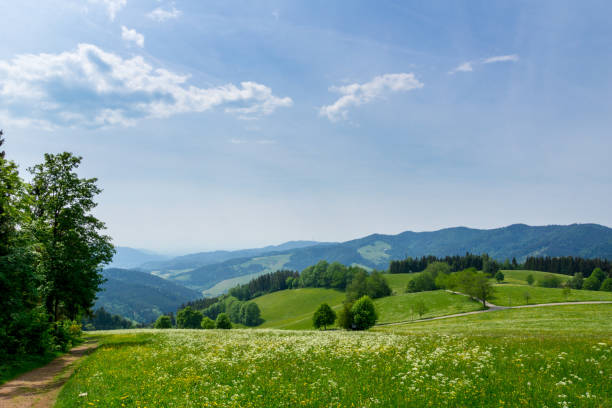 istock Germany, Hike trails on Lindenberg in panoramic black forest nature landscape 991829122