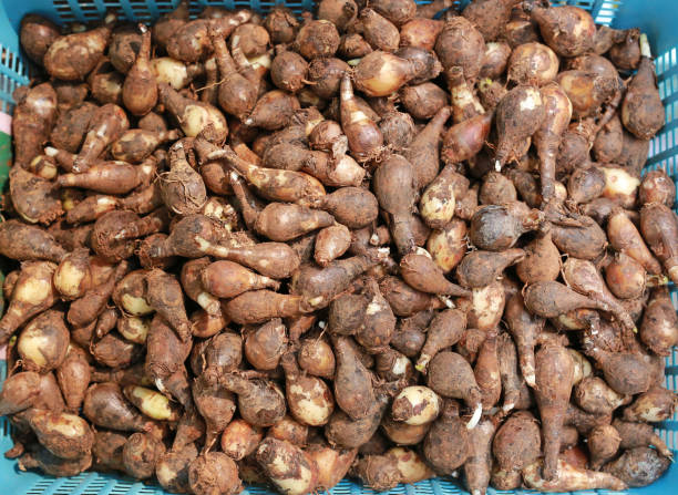 istock Zephyranthes grandiflora root (Amaryllidaceae). Thai herbs for medicine. 991833920