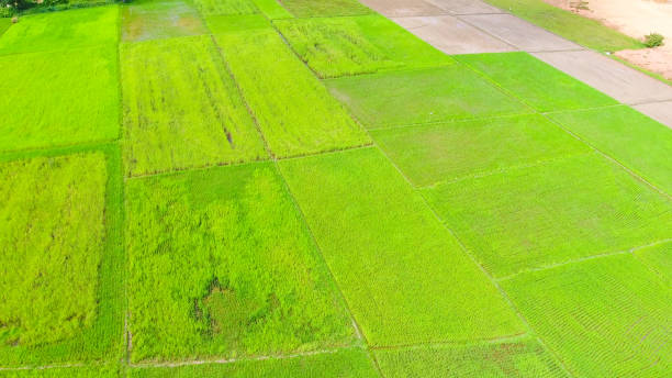 istock Panoramic view nature Landscape of a green field with rice 991838728