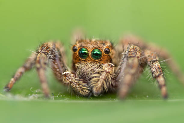 istock Macro shots, Beautiful nature scene Hyllus jumping spider 991838736