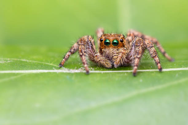 istock Macro shots, Beautiful nature scene Hyllus jumping spider 991838738