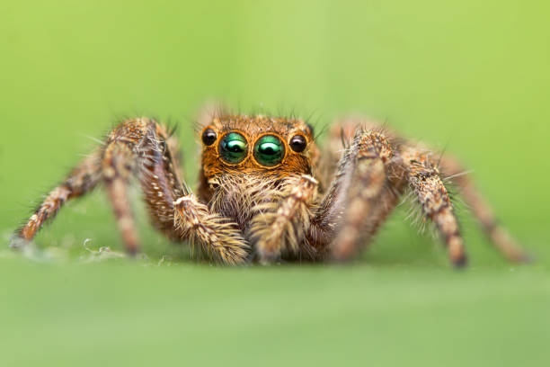 istock Macro shots, Beautiful nature scene Hyllus jumping spider 991838748