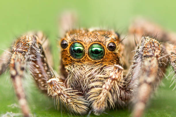 istock Macro shots, Beautiful nature scene Hyllus jumping spider 991838780