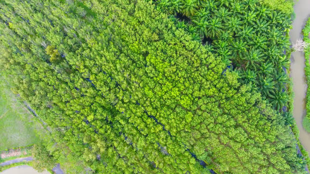istock Panoramic view nature Landscape of a green field with rice 991839046