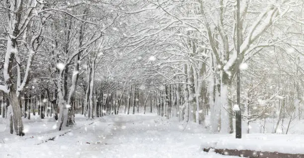 Photo of Winter park under the snow. A snowstorm in the city park. Park f