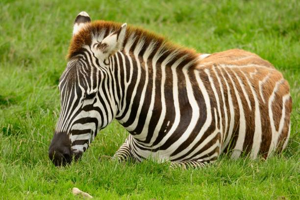 Zebra sitting in a meadow Low angle view of a zebra sitting on the grass animall stock pictures, royalty-free photos & images