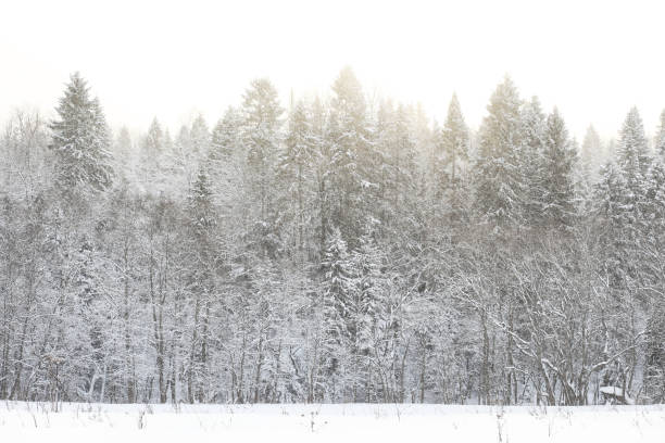 istock Landscape in the winter cloudy day 991847540