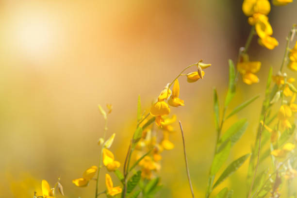 Close-up Yellow Crotalaria juncea flower with blurred Sunn hemp or Crotalaria juncea on backgroundClose-up Yellow Crotalaria juncea flower with blurred Sunn hemp or Crotalaria juncea on background