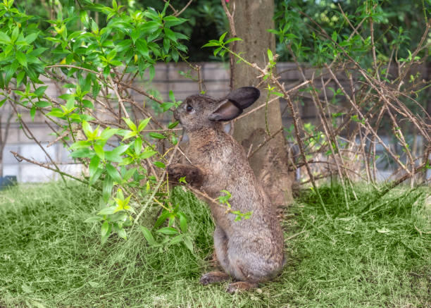 Free Stock Photo of Large Rabbit Sitting Under Tree Branch | Download ...