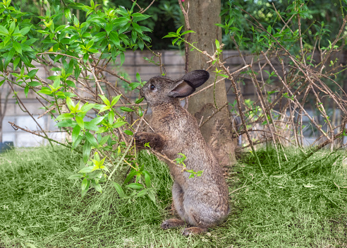 Brown Rabbit holding branch with eating leaf on stall