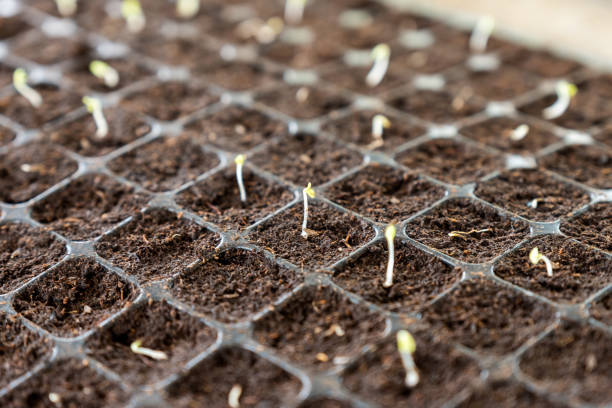 Seedlings sprout growing on soil in tray Close-up Seedlings sprout growing on soil in tray formal garden flower bed gardening vegetable garden stock pictures, royalty-free photos & images