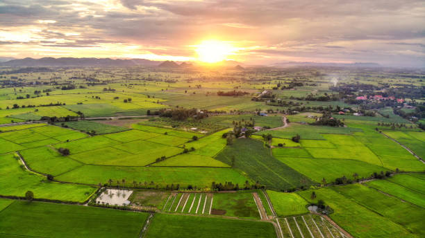 istock Panorama of aerial view at sunset over mountain on rice fields 991852794