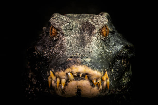 cabeça de um crocodilo (paleosuchus palpebrosus). jacaré-anão. - caimão - fotografias e filmes do acervo