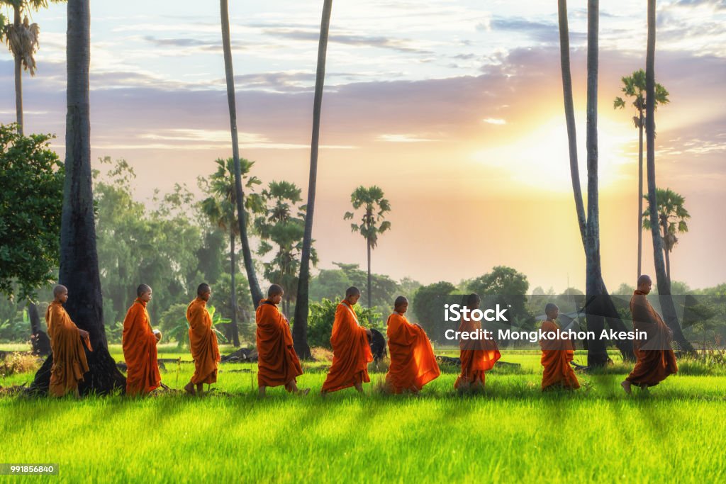 Monje budista y novicio budista va con un recipiente para recibir el alimento de la mañana a pie en una fila a través de campo de arroz con palmeras de pueblo - Foto de stock de Tailandia libre de derechos
