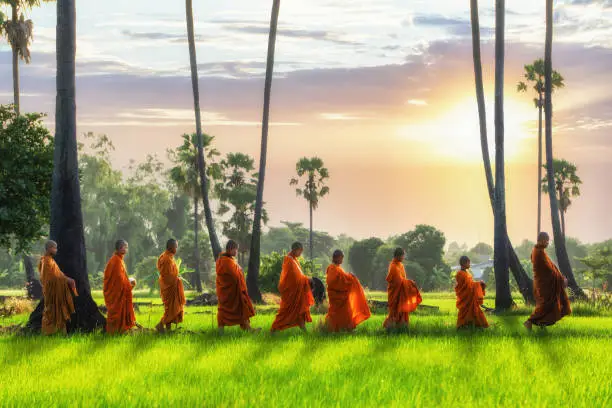 Buddhist monk and Buddhist novice going about with a bowl to receive food in the morning by walking in a row across rice field with palm trees to village