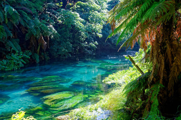 istock Blue Spring, Waikato, New Zealand 991858226